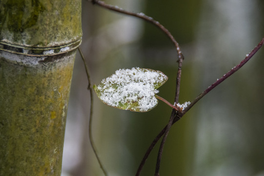 雪中竹叶