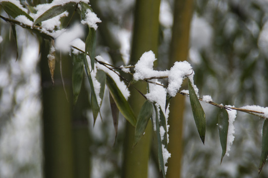 雪中竹叶