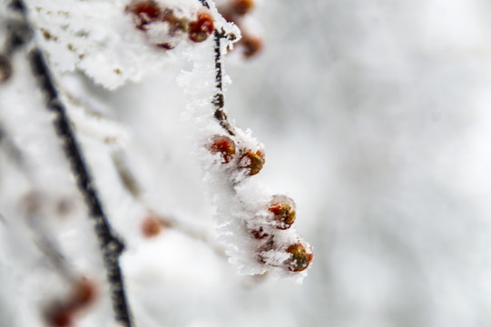 冰雪中的花草果实