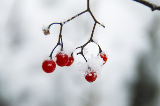 冰雪中的花草果实