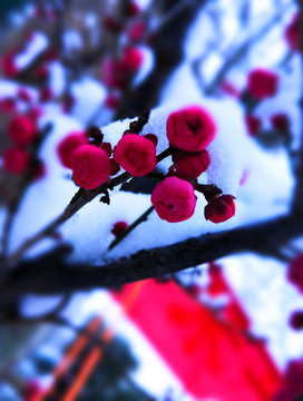 雪下红梅