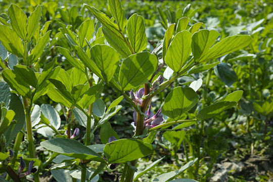 胡豆苗胡豆种植