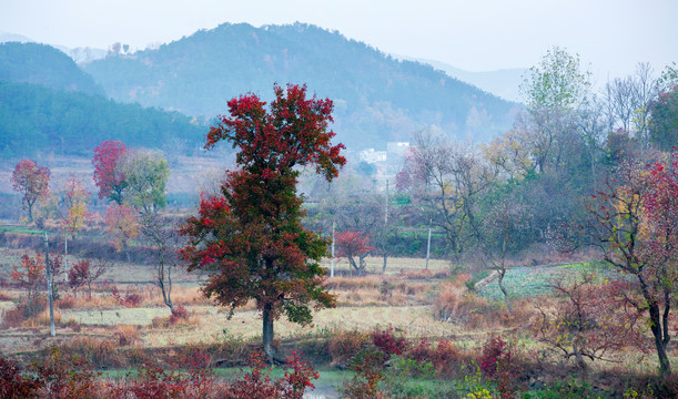 大悟乌桕