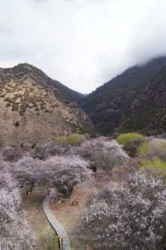 西藏林芝雪山桃花