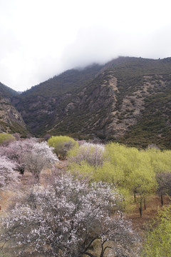 西藏林芝雪山桃花