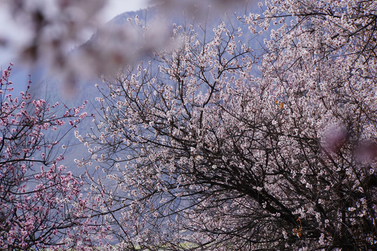 西藏林芝雪山桃花