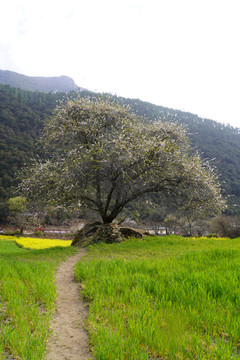 西藏林芝雪山桃花