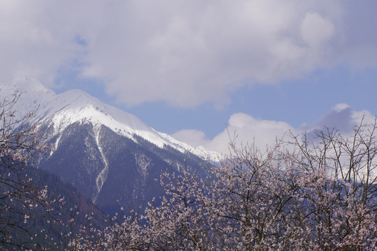 西藏林芝雪山桃花