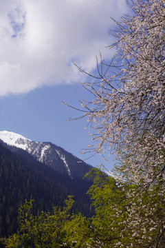 西藏林芝雪山桃花