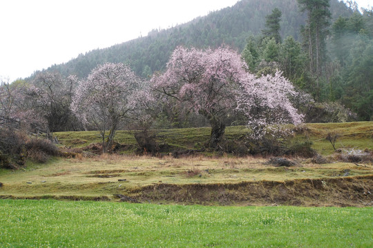 西藏林芝雪山桃花