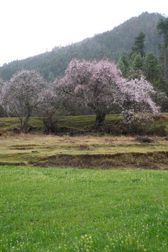 西藏林芝雪山桃花