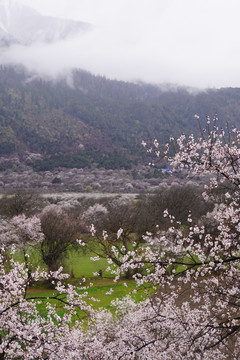 西藏林芝雪山桃花