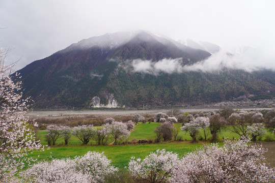 西藏林芝雪山桃花