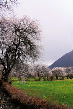 西藏林芝雪山桃花