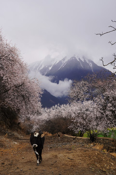 西藏林芝雪山桃花