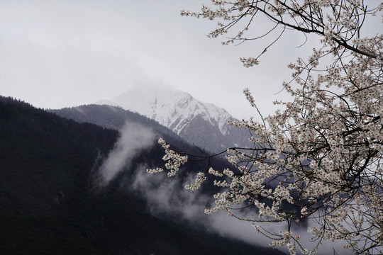 西藏林芝雪山桃花