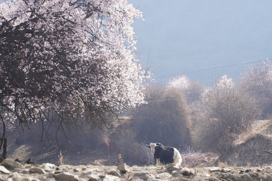 西藏林芝雪山桃花