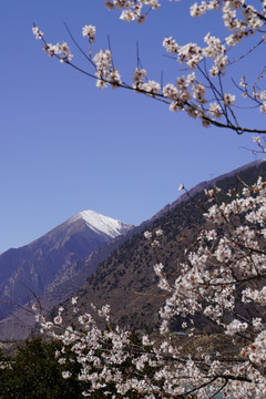 西藏林芝雪山桃花