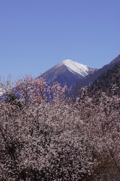 西藏林芝雪山桃花