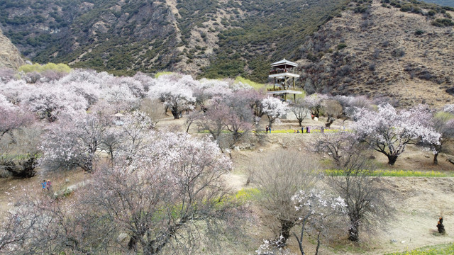 西藏林芝雪山桃花