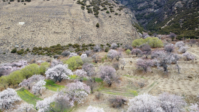 西藏林芝雪山桃花