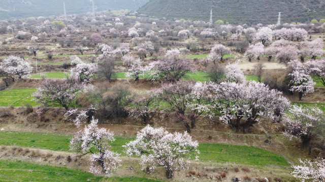 西藏林芝雪山桃花