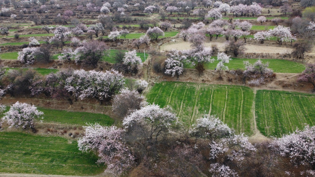 西藏林芝雪山桃花