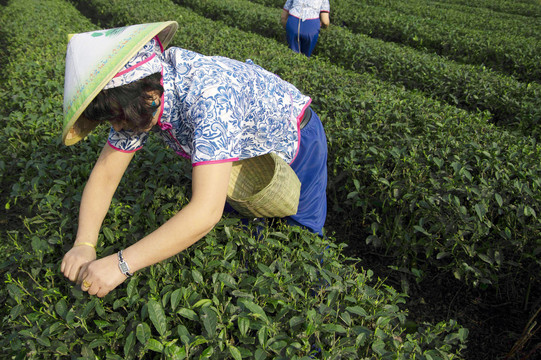 明前茶采摘