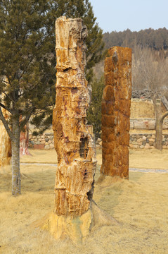 树木化石