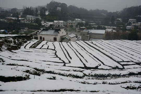 雪后茶园