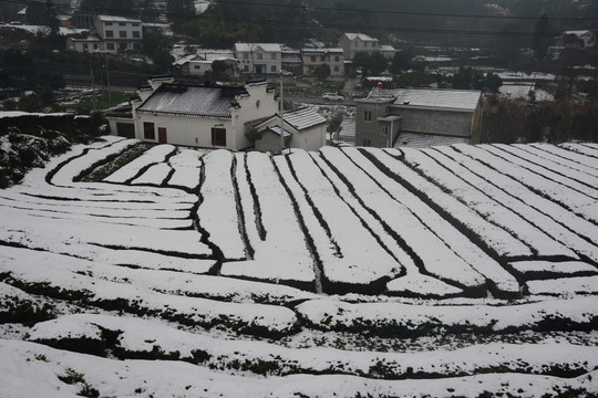 雪后茶园