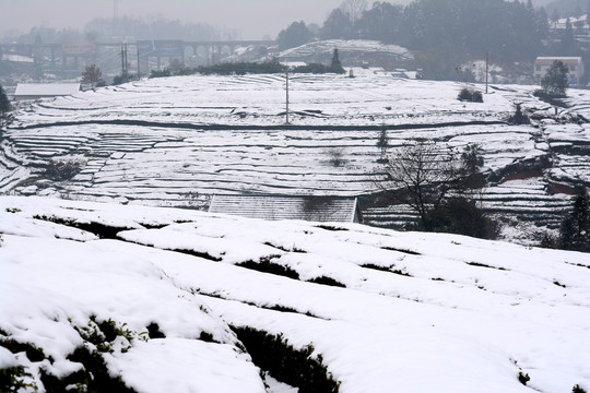 雪后茶园