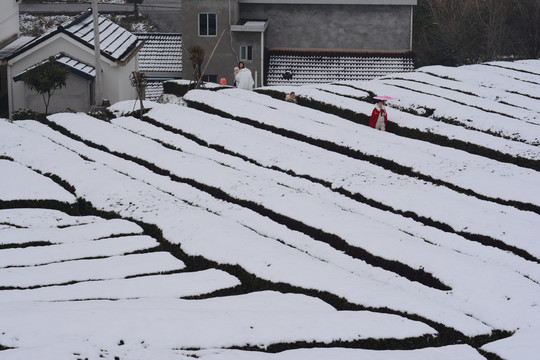 雪后茶园