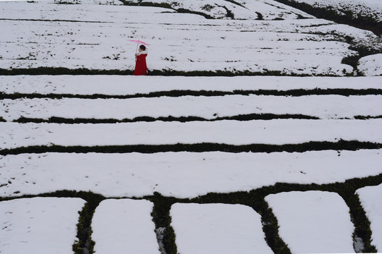 雪后茶园