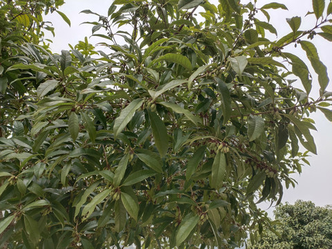 桂花树种子