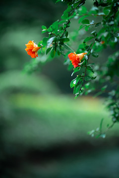 红色石榴花开