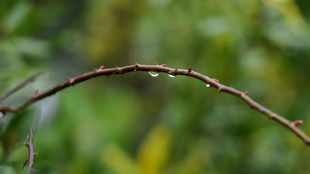 春雨