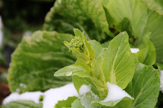 雪地里的蔬菜白菜