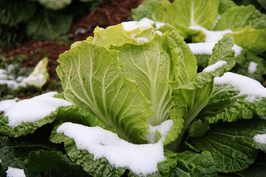 雪地里的蔬菜白菜