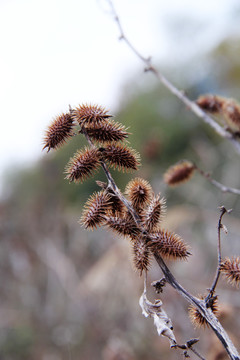 野生苍耳