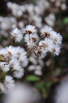 冬日里的千里光白花