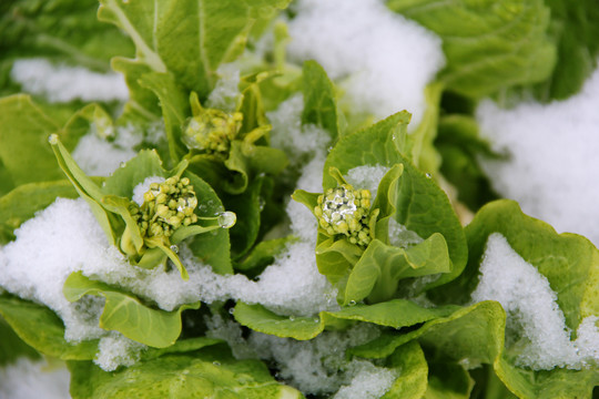 雪地里的大白菜花