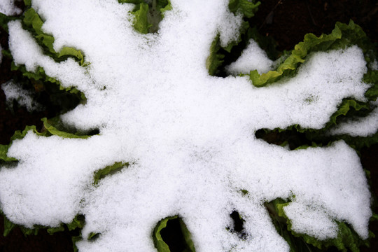 雪地里的大白菜