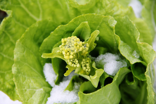 雪地里的大白菜花