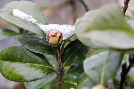 茶油花苞