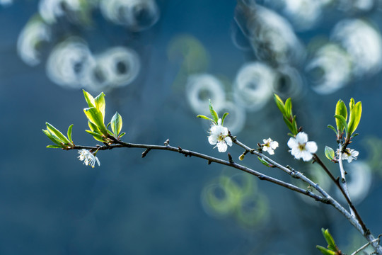 李子花