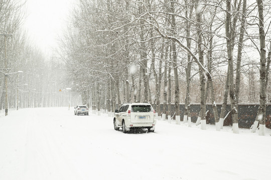 雪天杨树林