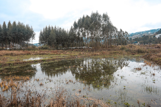 田野