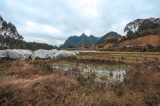 田野