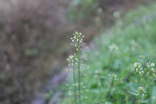 田野